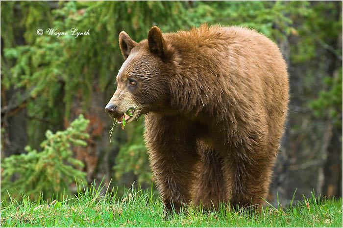 Cinnamon-coloured American Black Bear 121 by Dr. Wayne Lynch &copy;